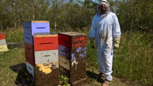 HoneyBees Hive
