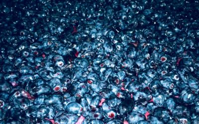 Haskap berries and anti-oxidants