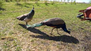 Peafowl