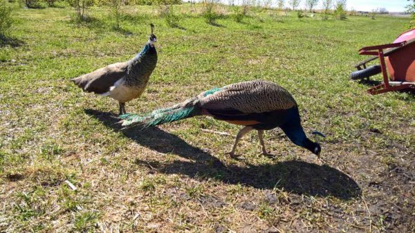 Peafowl