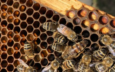 Bee facts